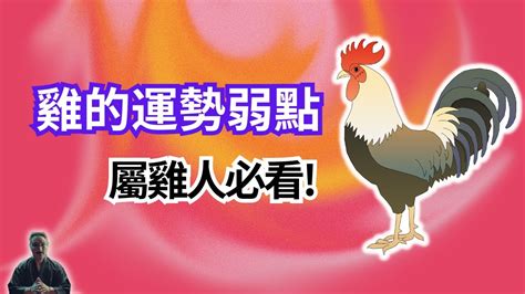 屬雞1981|1981年屬雞運勢及運程 生肖雞1981年一生運勢